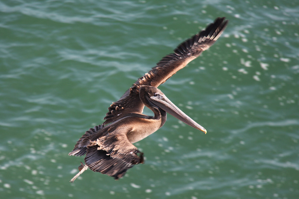 Pelican with raised covert feathers on landing approach
